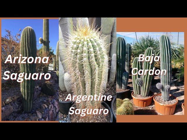 How to Distinguish Saguaro, Terscheckii, and Cardon Columnar Cactus