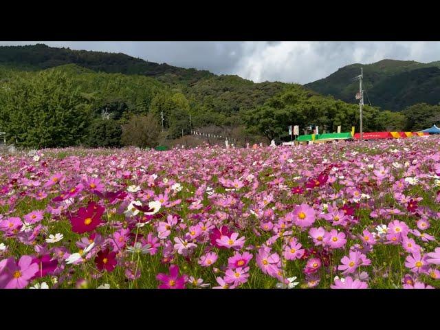 2024/10/15　超絶景です！　第40回コスモスまつり　宮の前公園　〜高知県越知町〜