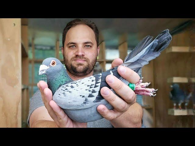 Breeding is finished - looking back at my 2024 Pigeon Racing Results!