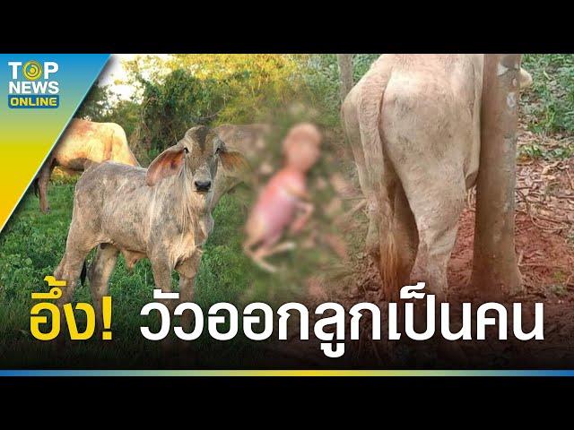 เมืองคอนแตกตื่น “แม่วัว” ออกลูกเป็นคน สัตวแพทย์ตะลึงเกิดมาไม่เคยเห็น | TOPUPDATE