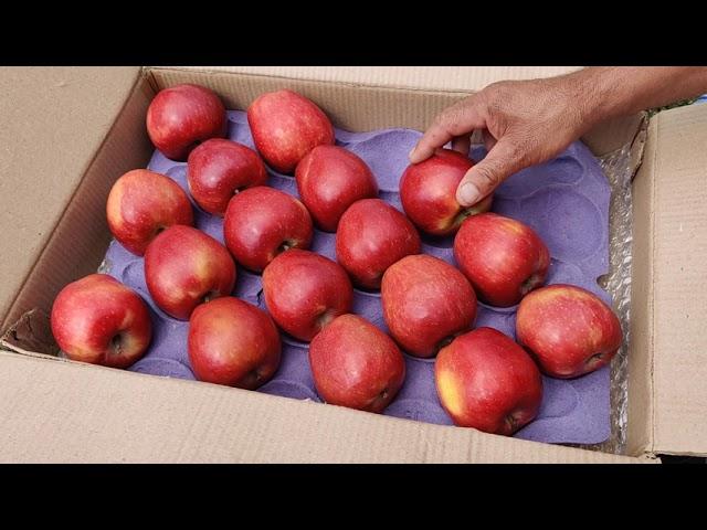 Packing single layer apple box