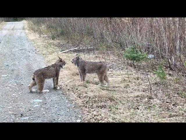 Two Lynx in Ontario Have Intense Conversation