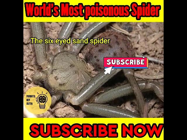 Top 10 world's most poisonous spider|poisonous spider|#shorts #shortsviral