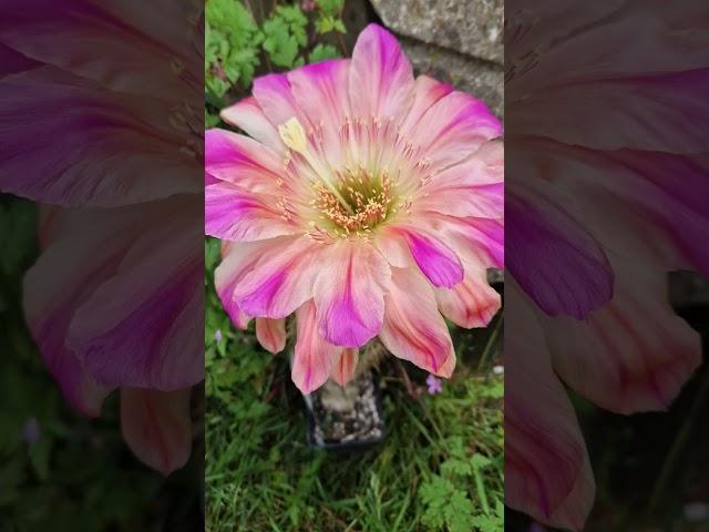 Bizarre Flower Color! #cactus #flowers #nature #gardening #cactusjerk