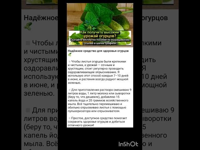 как вырастить богатый урожай огурцов?