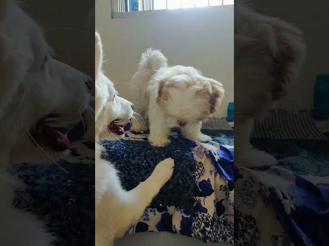 cute poppy ️