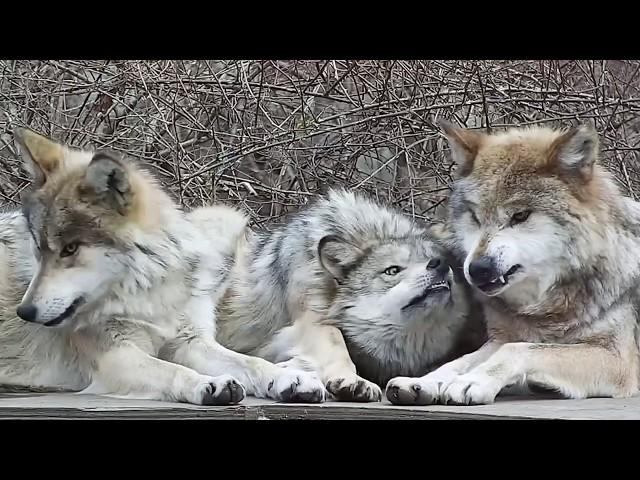 Wolf Mom Puts Up With Her Fierce And Feisty Daughters