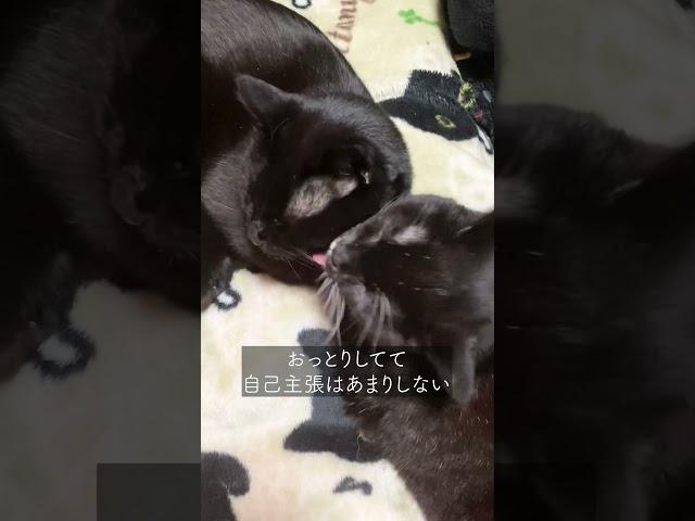 なんとなく思い出したこと - 20250602 #vlog #猫 #日常