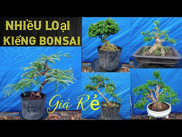 5/4,, Đủ loại kiểng Bonsai (giá rẻ) Cần giao lưu,, Bao Ship toàn quốc ️ 0977129441