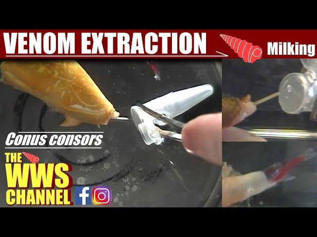 Cone shell Venom extraction (milking) on live Conus consors