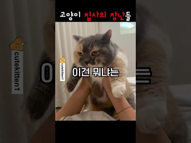 고양이 집사의 장난들 ㅋㅋ