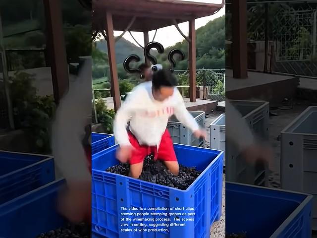 Grape Stomping: A Hilarious and Traditional Winemaking Method