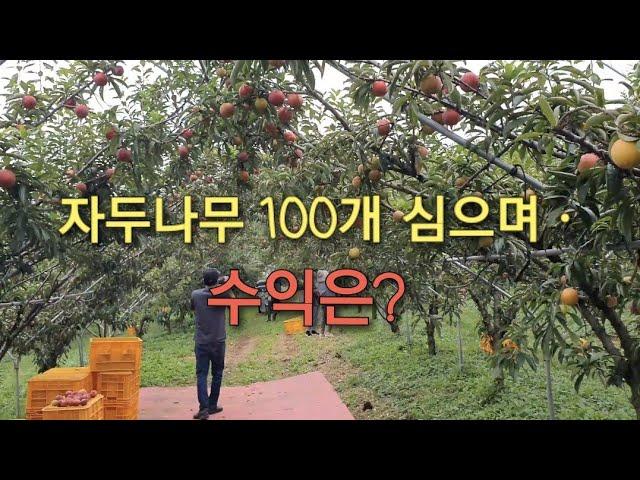 귀농귀촌 정보) 자두농장 100개 심으면 수익은? #귀농이야기 #귀농생활 #귀촌생활