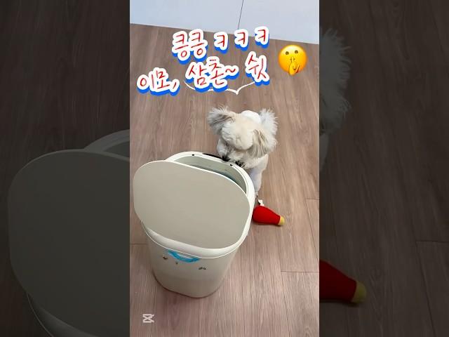 사고 치려다가 딱 걸린 강아지의 행동은?ㅋ ㅋ #dogfunny #웃긴짤 #cutedog #강아지 #귀여운강아지