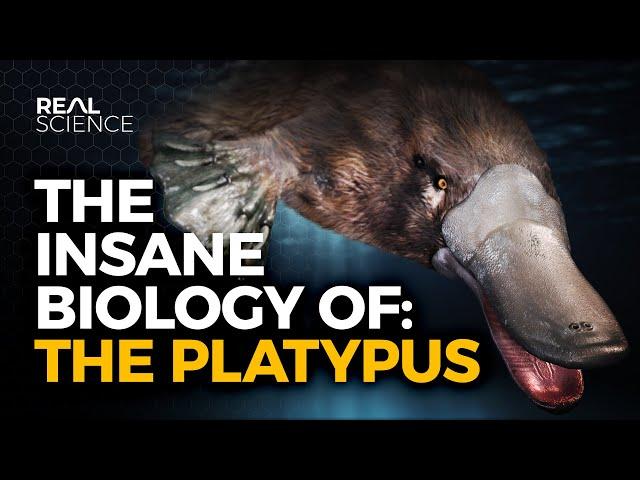 The Insane Biology of: The Platypus