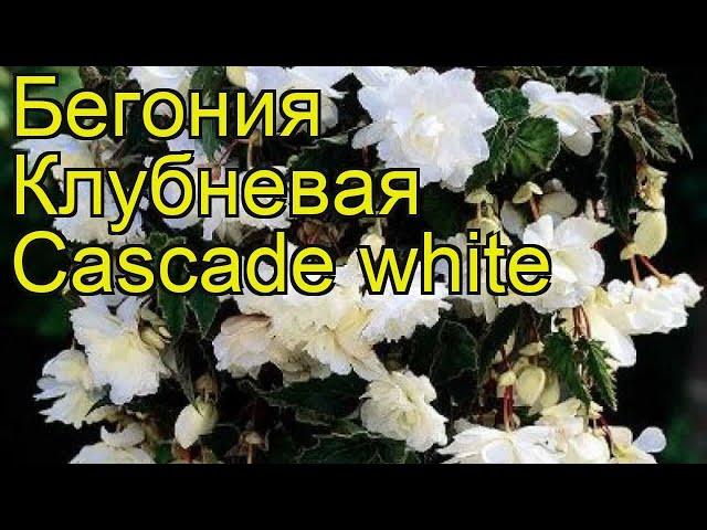 Бегония клубневая (Cascade white). Краткий обзор, описание характеристик, где купить луковицы