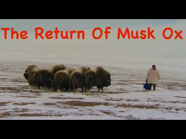 The Return Of Musk Ox / Siberia, Arctic areas / BUSHCRAFT  in the tundra