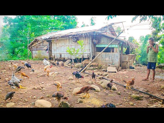 A Simple Life of a Filipino Farmer | Filipino Countryside | Farm life