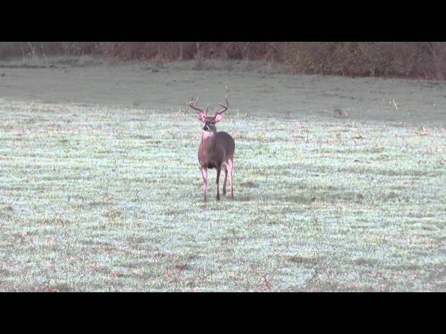 Red Ice Hammers an 8 point with the .300 win mag Suppressed