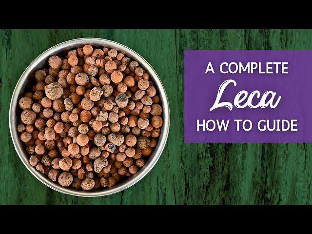 Mastering Leca: The Ultimate Guide to Growing Plants in Leca