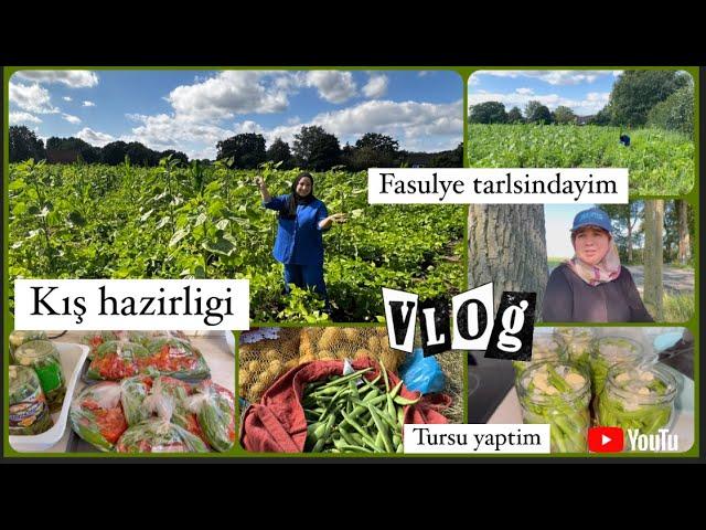 Tarlaya gittim | Fasulye topladim | Kış hazirligi | tursu kurdum | Günlük Vlog 