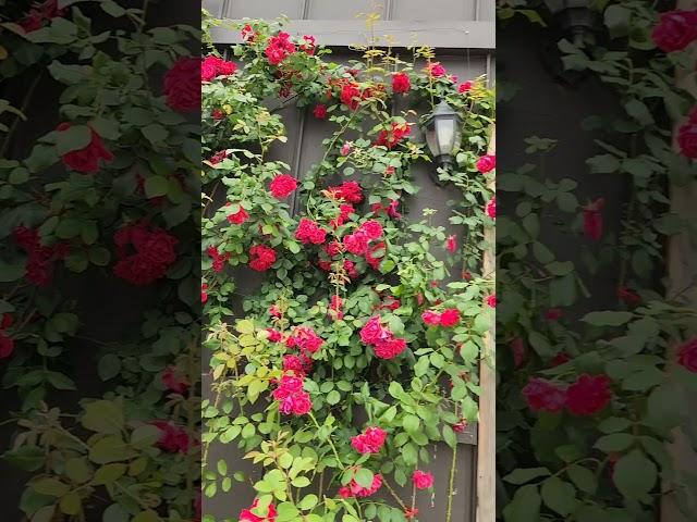 김용빈 내사랑지금어디 