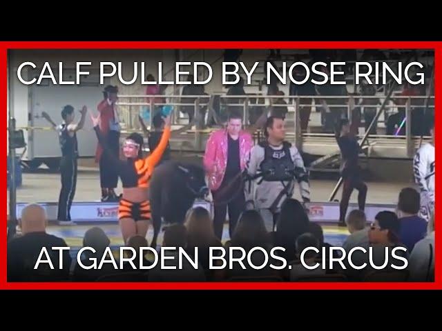 Calf Pulled by Nose Ring During Garden Bros. Circus Performance