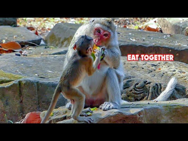 Monkey Buzz 8