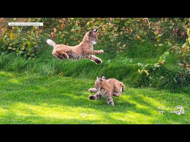 Bobcat kittens adorably steal golf balls from a Colorado course in these must-see photos