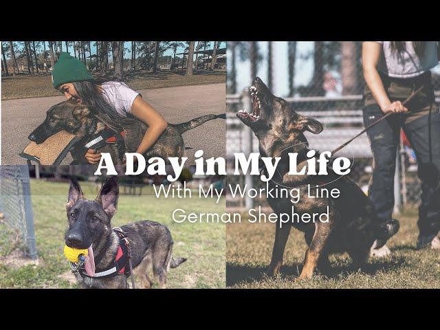 A Day In The Life with My Working Line GSD