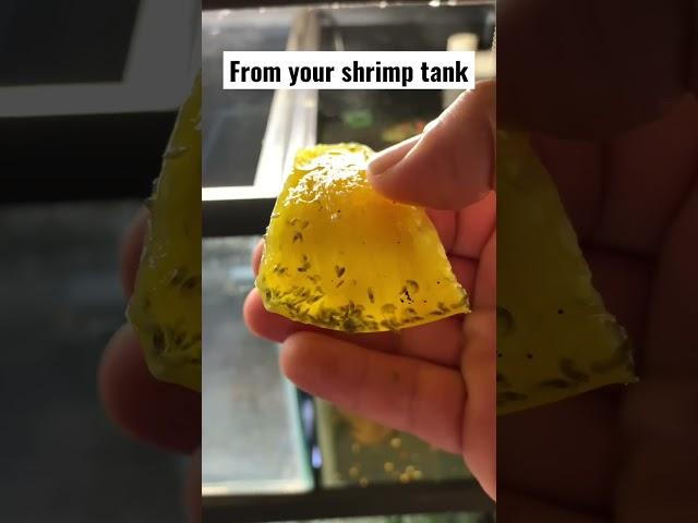 How to catch scuds shrimp tank #youtube #shorts #foryou #animals #video #aquarium #fish #music