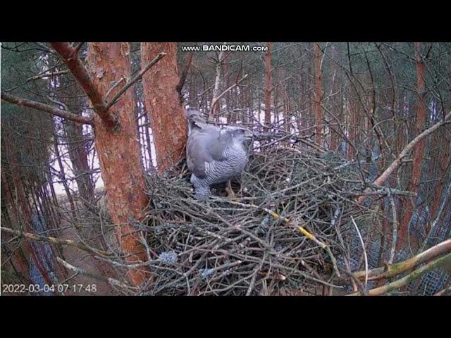 Jastrząb przygotowuje gniazdo do lęgu, Estonia 04.03.2022