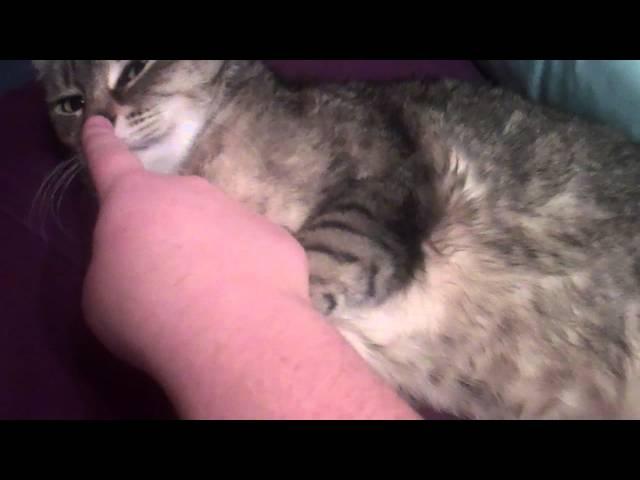 VID00008