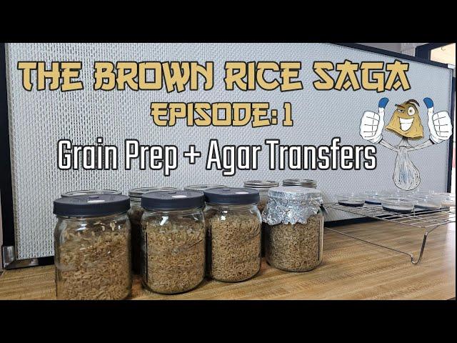 The Brown Rice Saga Episode:1 Complete Grain Prep, And Agar Transfers .::. Beginners Guide on How To