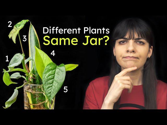 Can You Propagate Multiple Plants in One Jar? │ Water Propagation