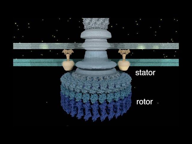 The Bacterial Flagellar Motor