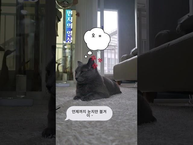 고알못이  고양이와 노는법 ! 내 맴대로 고양이와 대화하기 ㅋㅋㅋ귀여운 먼지 많관부 ^^