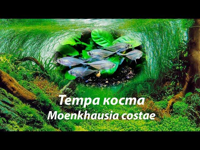 Тетра коста / Moenkhausia costae