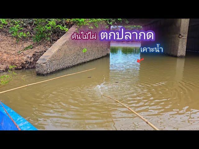 ตกปลากด คันไม้ไผ่ เคาะน้ำ ช่วงนี้กินจัดเลย / บ้านนอก EP.812