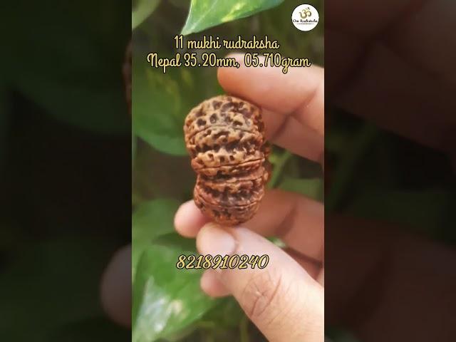 11 mukhi rudraksha #rudraksha #shiv #astro #om #astrology #rudra #rudraksh #viral #viralvideos