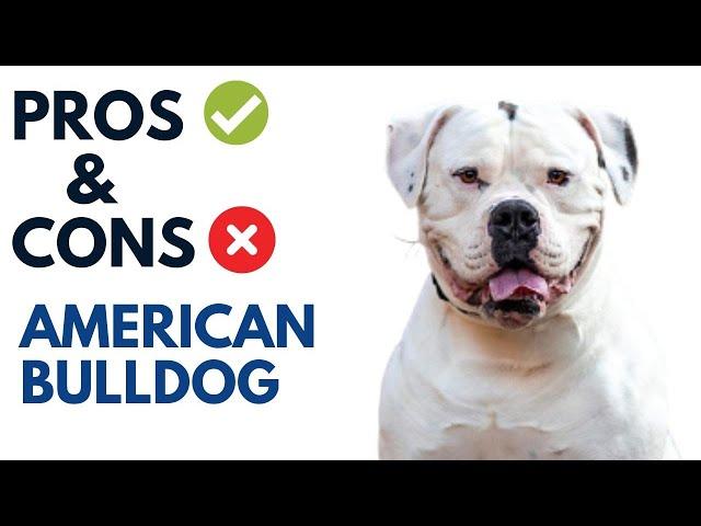 American Bulldog Pros and Cons | American Bulldog Advantages and Disadvantages