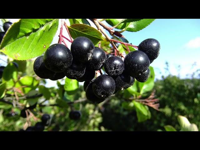 L'aronia au jardin nourricier !