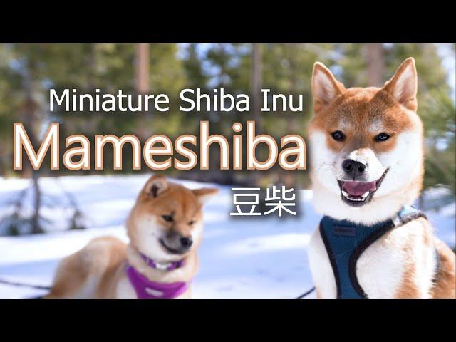 Mameshiba - Miniature Shiba Inu - 豆柴 - 柴犬