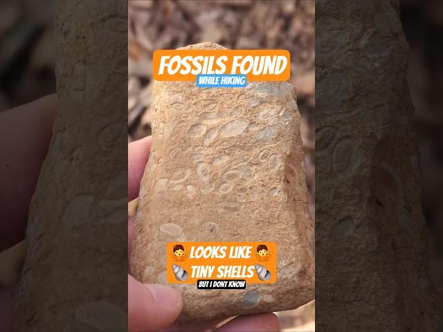 Fossils Found while Hiking #fossils #fossil #hiking #adventure #explore #subscribe
