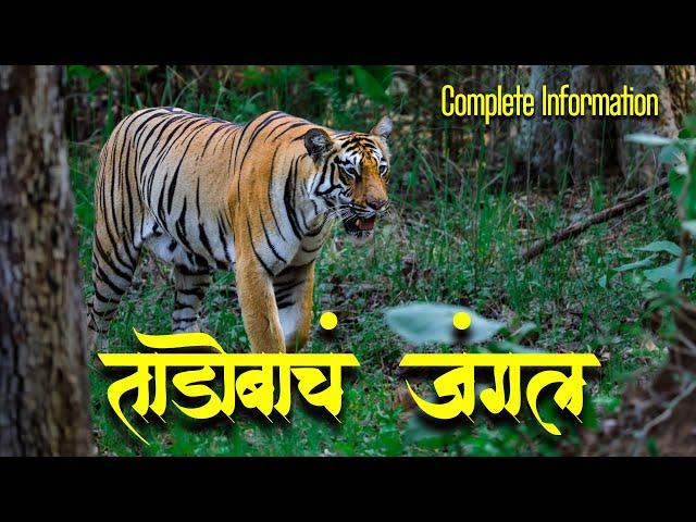 Tadoba Jungle Safari | Tadoba Andhari Tiger Reserve | Moharli Gate - Tadoba National Park