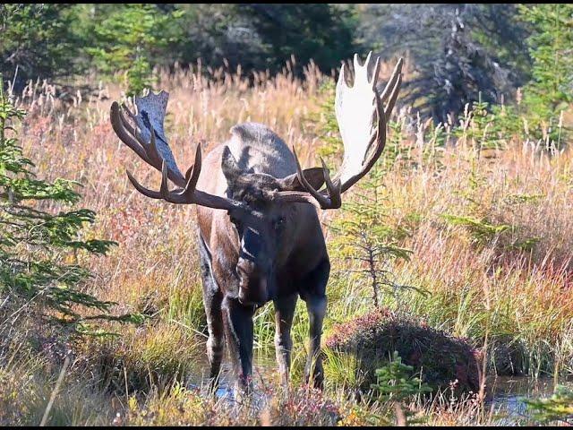 More Adventures with Unique Alaska Bull Moose  | MooseMan Video Photography Calendar