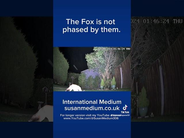 Spooky Skyfish Visit Fox #skyfish #orbs #foxsisters #ghostlyencounters #freakytales #spiritguide