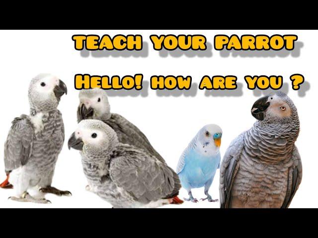 Teach Your Parrot to talk, the phrase Hello, How are you? female voice without noise @BirbWorld