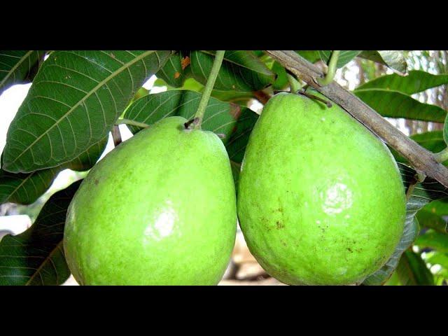 Frutíferas Produtivas - Goiaba Tailandesa - roxa e Mangostão Roxo.