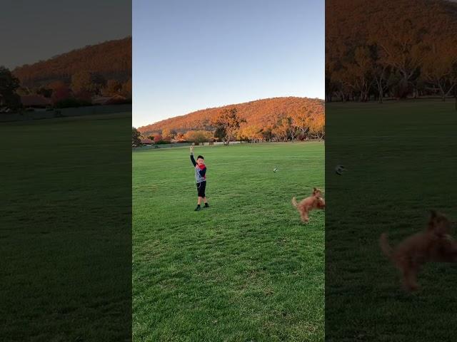 Cavoodle Playtime #cavoodle #puppy